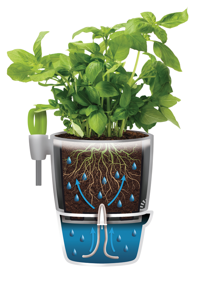 Brussels Herb All-in-1 Container