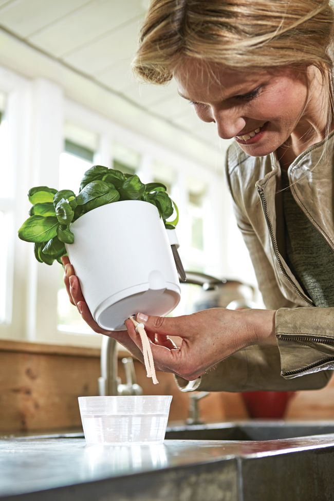 Brussels Herb All-in-1 Container