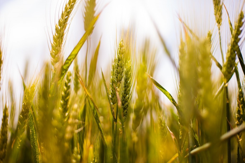 wheat-field-407192_1280