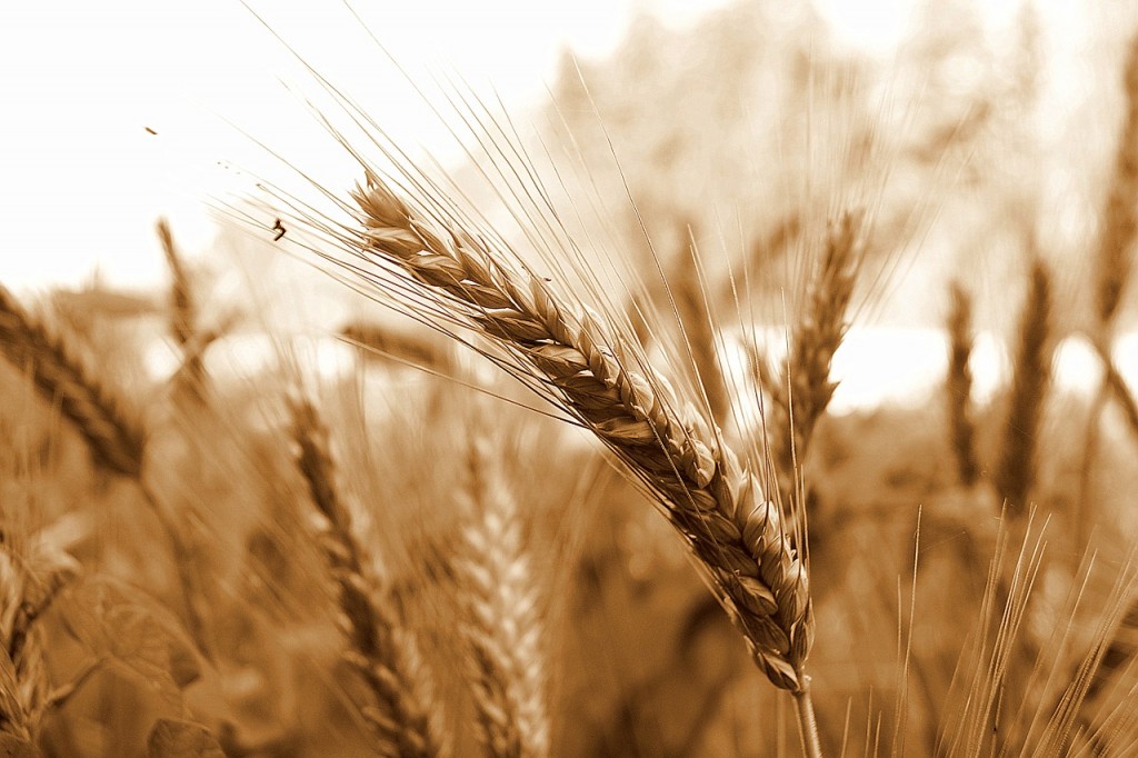 wheat-578195_1280