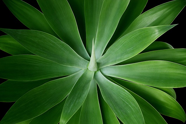 agave-attenuata-686124_640