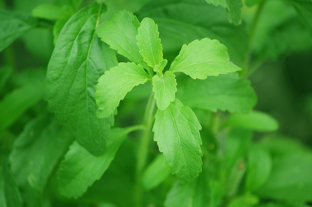 stevia-74187_640