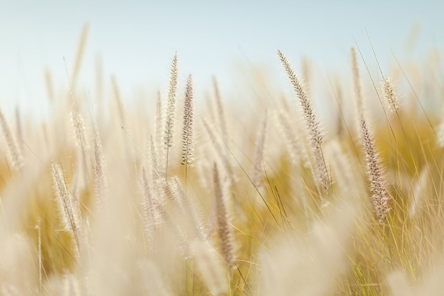 wheat-690912_640