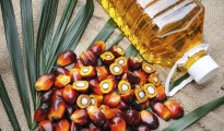 red plam oil