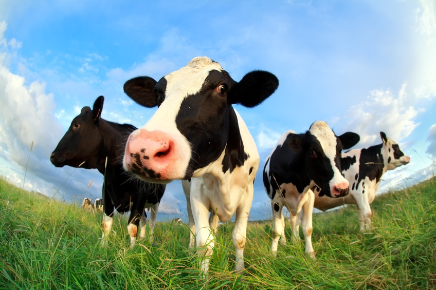 cows close up on pasture