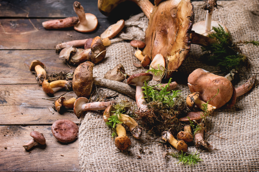 Mix of forest mushrooms