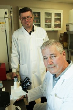 Lead scientist John Gordon (foreground) and Wojciech Dawicki (background), first author of the article, in Gordon's lab at the U of S. Credit: Image courtesy of University of Saskatchewan