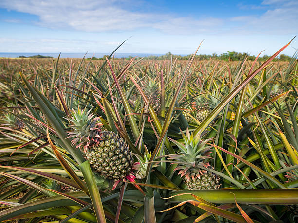 8 ways pineapple will improve your health & well-being today