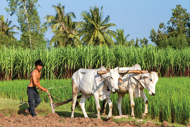 Cambodia: Where wheat doesn’t grow and cows don’t make milk