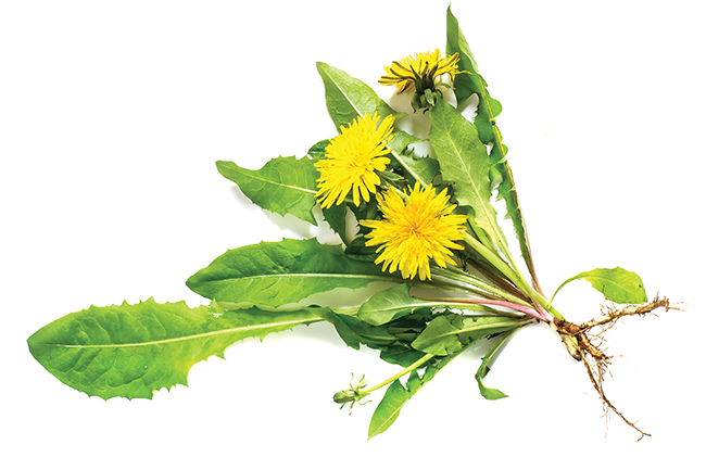 health benefits of herbs 