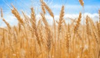link between coeliac disease and other conditions