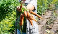 organic food
