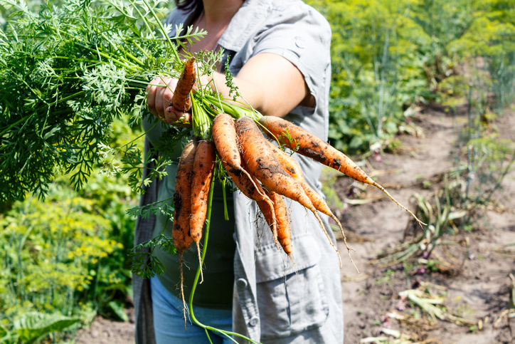 organic food