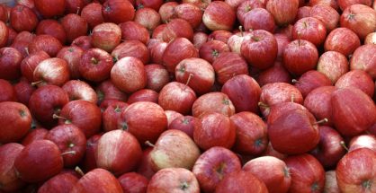 Apples